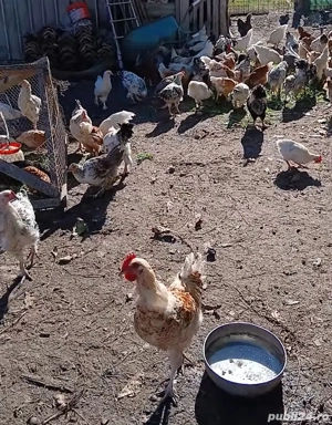 Vînd găini, puicute si cocoșii  - imagine 3