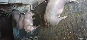 purcei  de vânzare  - imagine 3 purcei  de vânzare  - imagine 3