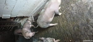 purcei  pietrean  - imagine 3 purcei  pietrean  - imagine 3