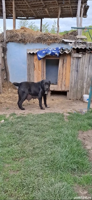 Femelă Ciobanesc de Asia Centrală 