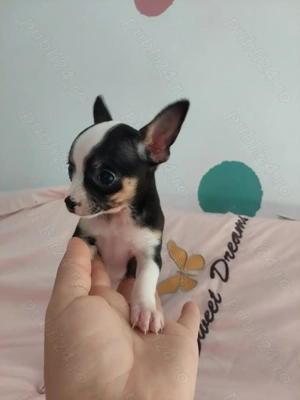 Vând pui chihuahua