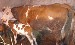 Vaca cu vitel - imagine 4 Vaca cu vitel - imagine 4