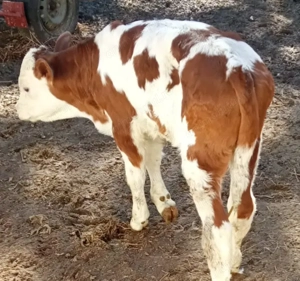 Vaca cu vitel - imagine 3 Vaca cu vitel - imagine 3