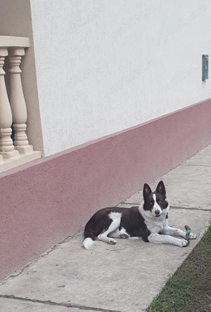 Border collie 