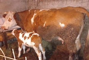 Vaca cu vitel - imagine 2 Vaca cu vitel - imagine 2