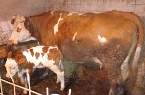 Vaca cu vitel - imagine 5 Vaca cu vitel - imagine 5