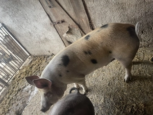 Porc de vânzare   130-150 kg, hrănit cu cereale - imagine 3