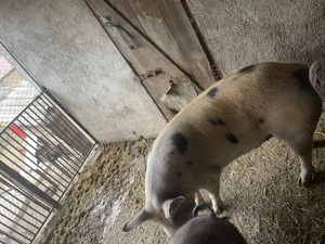 Porc de vânzare   130-150 kg, hrănit cu cereale - imagine 2