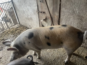 Porc de vânzare   130-150 kg, hrănit cu cereale - imagine 4