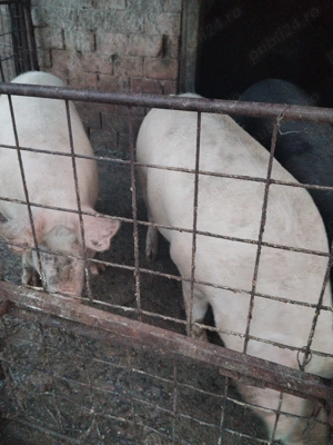 Porci de diferite mărimi de vânzare crescuți naturalral fara zer sau concentrate se