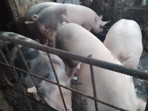 Porci de diferite mărimi de vânzare crescuți naturalral fara zer sau concentrate se - imagine 3