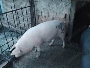 Porci de diferite mărimi de vânzare crescuți naturalral fara zer sau concentrate se - imagine 2