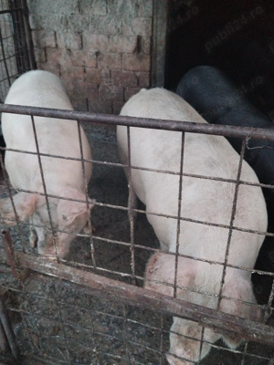 Porci de diferite mărimi de vânzare crescuți naturalral fara zer sau concentrate se - imagine 4