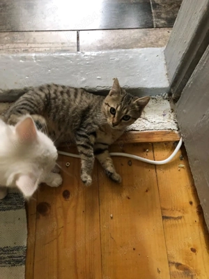 Pisicuti spre adoptie zona Crevedia Buftea - imagine 3