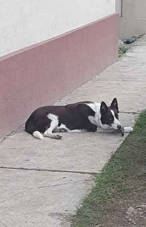 Border collie  - imagine 3