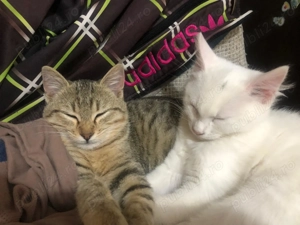 Pisicuti spre adoptie zona Crevedia Buftea - imagine 2