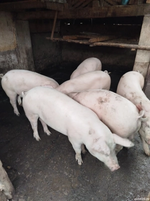 Vand porci Landrace - imagine 2