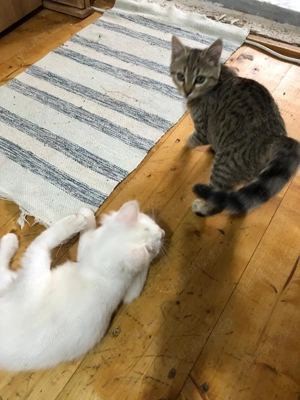 Pisicuti spre adoptie zona Crevedia Buftea - imagine 4