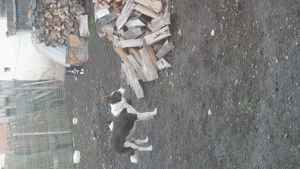 Border collie  - imagine 2