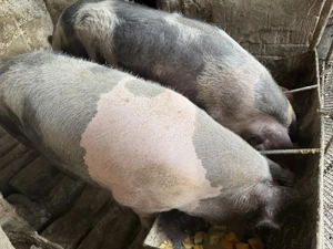 Porci de vânzare  - imagine 2