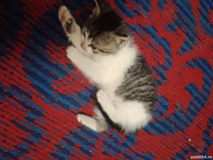 Ofer spre adopție o pisicuta