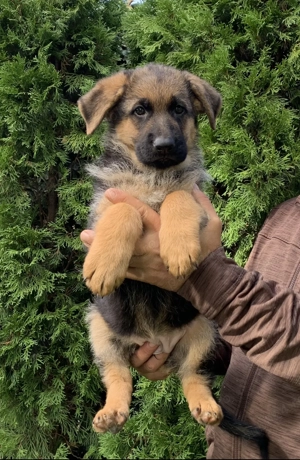 Pui ciobănesc german cu pedigree  - imagine 3