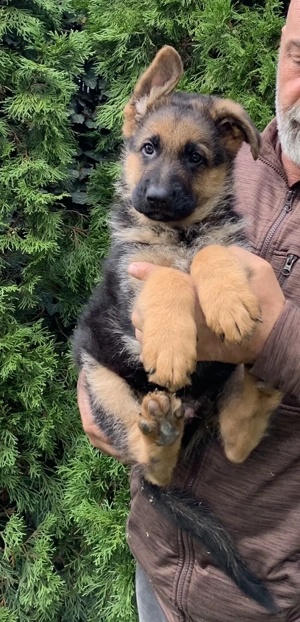 Pui ciobănesc german cu pedigree