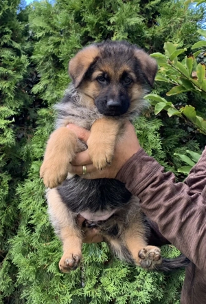 Pui ciobănesc german cu pedigree  - imagine 2