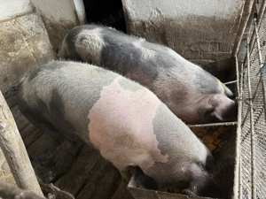 Porci de vânzare  - imagine 4