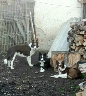 Border collie  - imagine 6