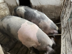 Porci de vânzare  - imagine 3