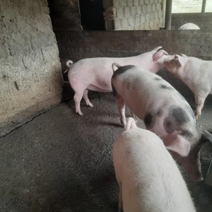 Porci de tara  - imagine 2 Porci de tara  - imagine 2