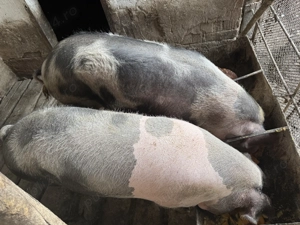 Porci de vânzare  - imagine 5