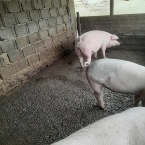 Porci de tara  - imagine 3 Porci de tara  - imagine 3