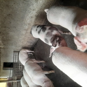 Porci de tara  - imagine 4 Porci de tara  - imagine 4