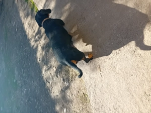 Vand 2 catei tekel frumosi