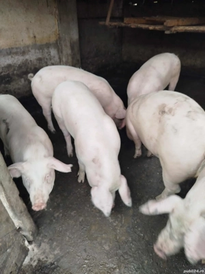 Vand porci Landrace - imagine 2 Vand porci Landrace - imagine 2