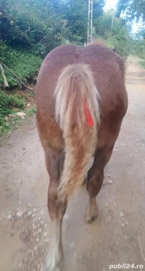 Vand manz de 5 luni  - imagine 2 Vand manz de 5 luni  - imagine 2