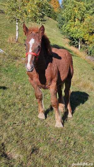 Vand manz de 5 luni  - imagine 3 Vand manz de 5 luni  - imagine 3