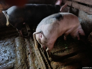 Vand porci - imagine 3