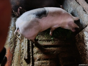 Vand porci - imagine 2