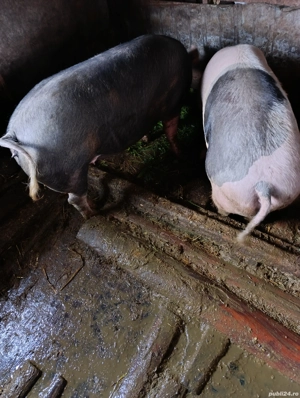 Vand porci - imagine 5