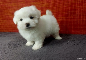 Bichoni Maltez 