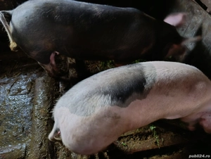 Vand porci - imagine 4