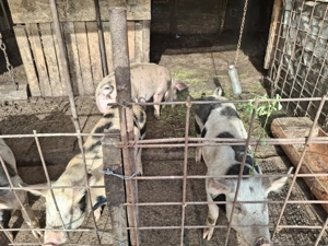 Purcei de vanzare - imagine 2 Purcei de vanzare - imagine 2