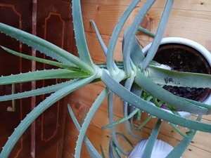 Vând aloe Vera 
