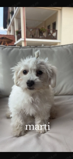 Bichon maltez fetiță