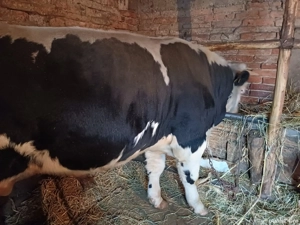 Vand taur  - imagine 2