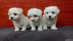 Bichoni Maltez  - imagine 3 Bichoni Maltez  - imagine 3