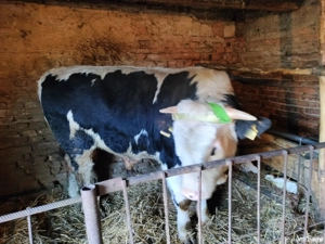 Vand taur  - imagine 3